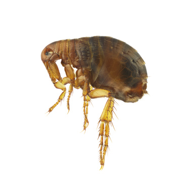 Fleas pest control london