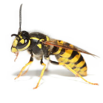 Wasps Pest Control London