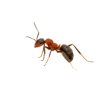 Ant Pest Control London