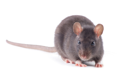 Rat Pest Control London