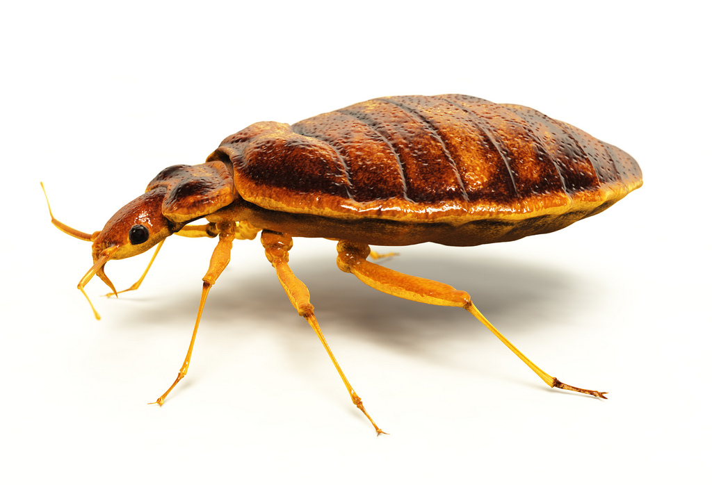 Bed Bugs 24 Hour Pest Control In London 5539